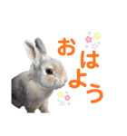 僕はミミちゃん（個別スタンプ：11）