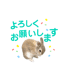 僕はミミちゃん（個別スタンプ：13）