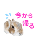 僕はミミちゃん（個別スタンプ：15）