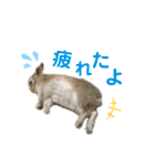 僕はミミちゃん（個別スタンプ：16）