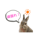 僕はミミちゃん（個別スタンプ：19）