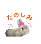 僕はミミちゃん（個別スタンプ：22）