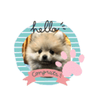 pomepomemocomoco 20200128（個別スタンプ：1）