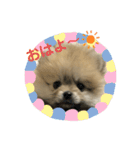 pomepomemocomoco 20200128（個別スタンプ：6）