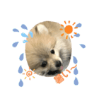 pomepomemocomoco 20200128（個別スタンプ：9）