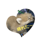 pomepomemocomoco 20200128（個別スタンプ：11）