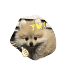pomepomemocomoco 20200128（個別スタンプ：13）