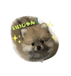 pomepomemocomoco 20200128（個別スタンプ：14）