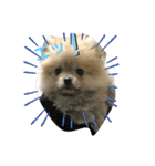 pomepomemocomoco 20200128（個別スタンプ：15）