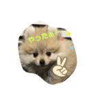 pomepomemocomoco 20200128（個別スタンプ：16）