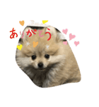 pomepomemocomoco 20200128（個別スタンプ：17）