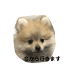 pomepomemocomoco 20200128（個別スタンプ：19）