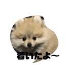 pomepomemocomoco 20200128（個別スタンプ：20）