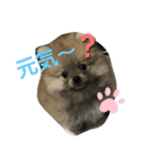 pomepomemocomoco 20200128（個別スタンプ：23）