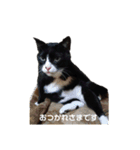 ハチワレ、レオンくんの日常敬語（個別スタンプ：3）