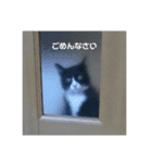 ハチワレ、レオンくんの日常敬語（個別スタンプ：5）
