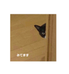 ハチワレ、レオンくんの日常敬語（個別スタンプ：10）