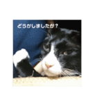 ハチワレ、レオンくんの日常敬語（個別スタンプ：12）
