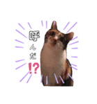 猫と姉妹（個別スタンプ：16）