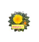 タンポポ〜んっ（個別スタンプ：1）