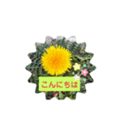 タンポポ〜んっ（個別スタンプ：2）