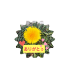 タンポポ〜んっ（個別スタンプ：5）