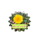 タンポポ〜んっ（個別スタンプ：17）