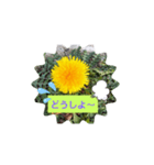 タンポポ〜んっ（個別スタンプ：23）