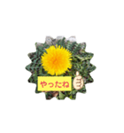 タンポポ〜んっ（個別スタンプ：34）