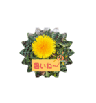 タンポポ〜んっ（個別スタンプ：35）