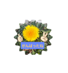 タンポポ〜んっ（個別スタンプ：38）