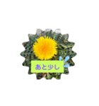 タンポポ〜んっ（個別スタンプ：39）