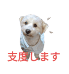 色んなぷーすけ（個別スタンプ：1）