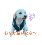色んなぷーすけ（個別スタンプ：8）