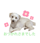 色んなぷーすけ（個別スタンプ：10）