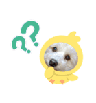 色んなぷーすけ（個別スタンプ：14）