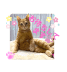 茶トラのチャーちゃん(猫)（個別スタンプ：1）