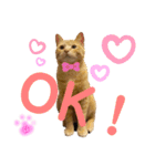 茶トラのチャーちゃん(猫)（個別スタンプ：3）