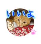 茶トラのチャーちゃん(猫)（個別スタンプ：5）