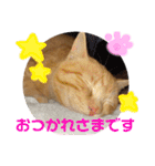 茶トラのチャーちゃん(猫)（個別スタンプ：6）