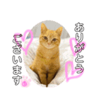 茶トラのチャーちゃん(猫)（個別スタンプ：7）