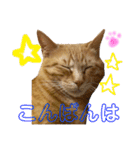 茶トラのチャーちゃん(猫)（個別スタンプ：8）