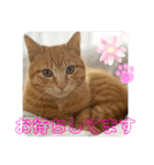 茶トラのチャーちゃん(猫)（個別スタンプ：10）