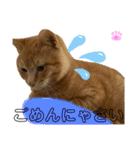 茶トラのチャーちゃん(猫)（個別スタンプ：11）