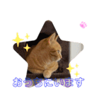 茶トラのチャーちゃん(猫)（個別スタンプ：12）