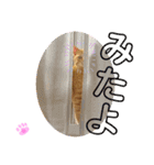 茶トラのチャーちゃん(猫)（個別スタンプ：13）
