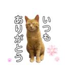 茶トラのチャーちゃん(猫)（個別スタンプ：14）