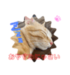 茶トラのチャーちゃん(猫)（個別スタンプ：15）