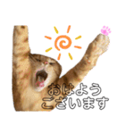 茶トラのチャーちゃん(猫)（個別スタンプ：16）