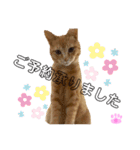 茶トラのチャーちゃん(猫)（個別スタンプ：18）